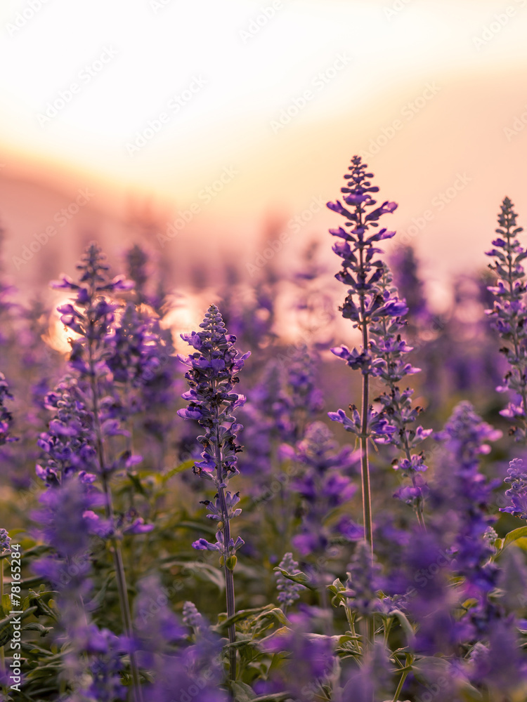 Violet lavender field background on sunset. Violet lavender field background on sunset.