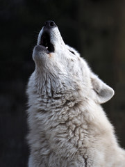Wandcirkels Wolf Huilende witte wolf in winter  © Edwin Butter