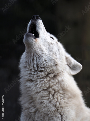 Canvas Print Howling White Wolf