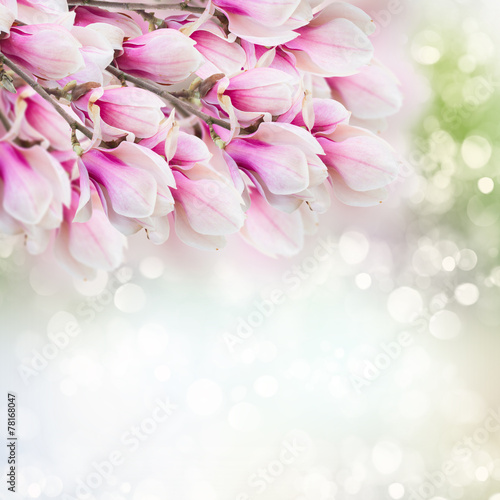 pink  magnolia tree flowers