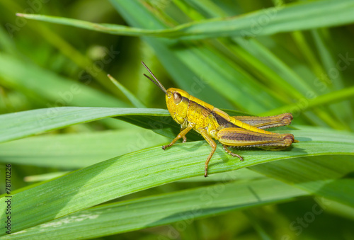 Lonely little grasshopper in a green jungle © Yuri Kravchenko