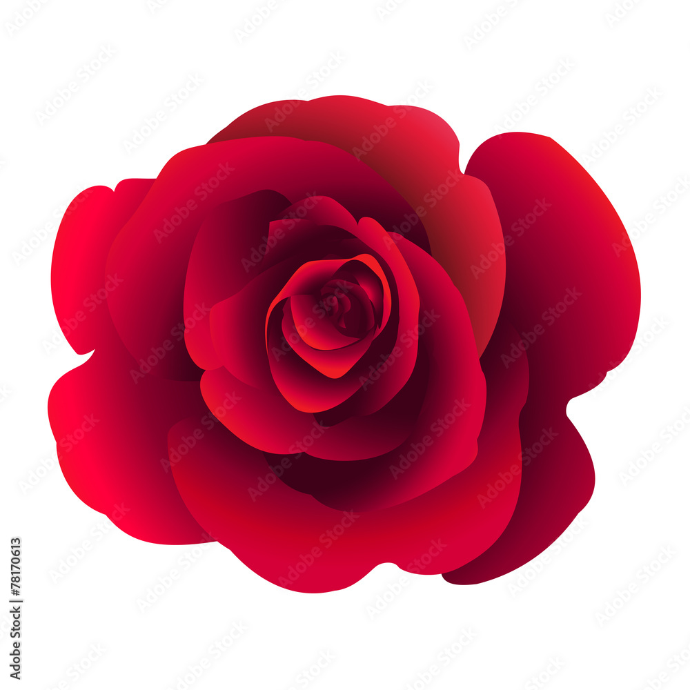 Single rose flower. Vector.