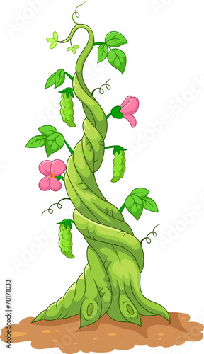 Illustration of bean stalk