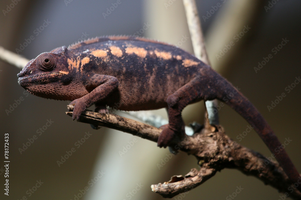 Chamaeleon Chamaeleon