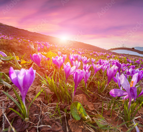 Colorful sunrise in the spring mountains with a field of blossom