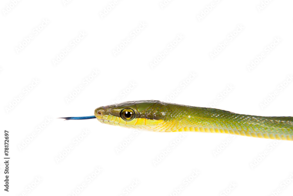 Obraz premium Red-tailed Green Ratsnake on the white background