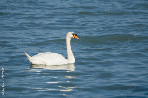 Mute Swan on the Lake