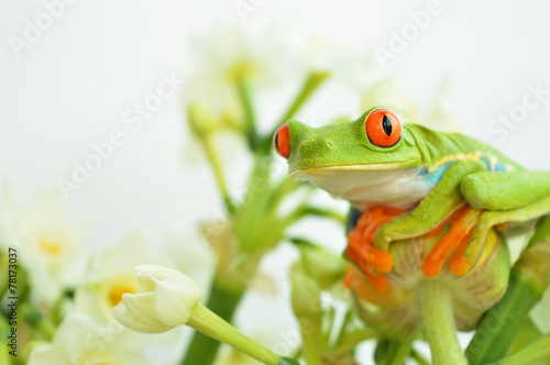 Red eyed tree frog