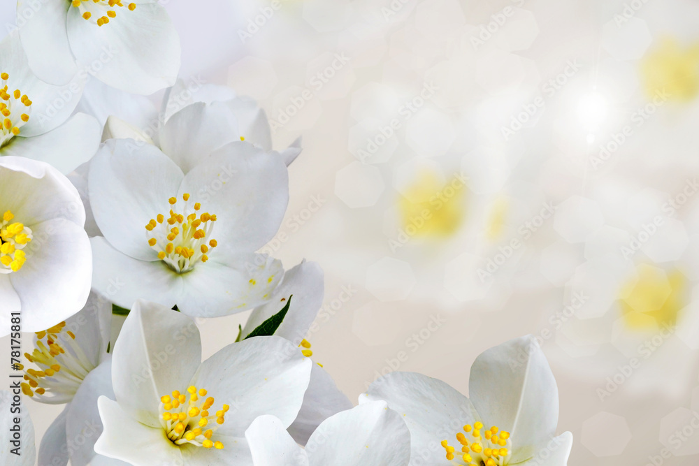 background of jasmine flowers background of jasmine flowers