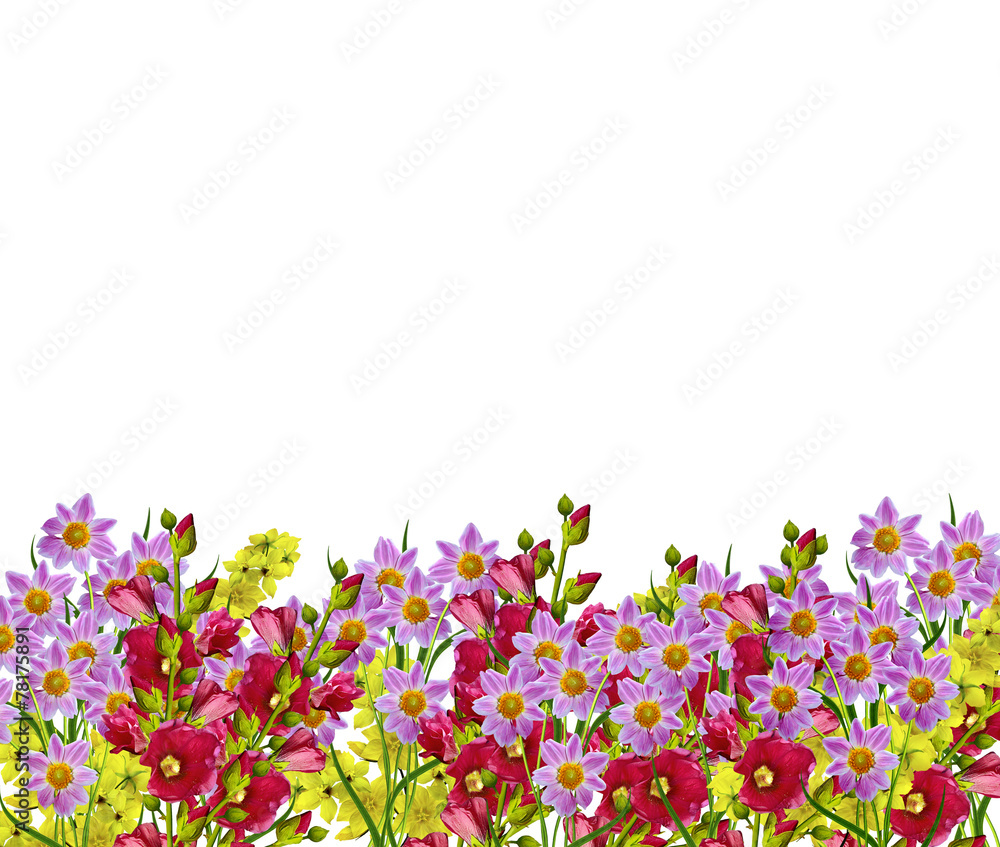 Fototapeta premium Dahlia flower isolated on white background