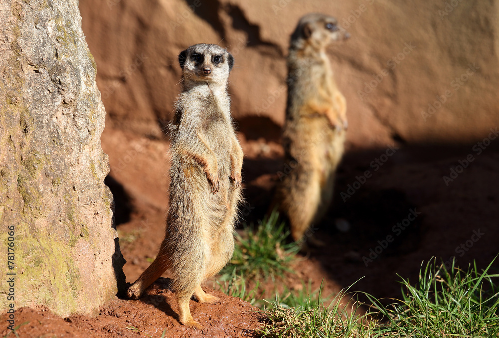 stehende Erdmännchen stehende Erdmännchen