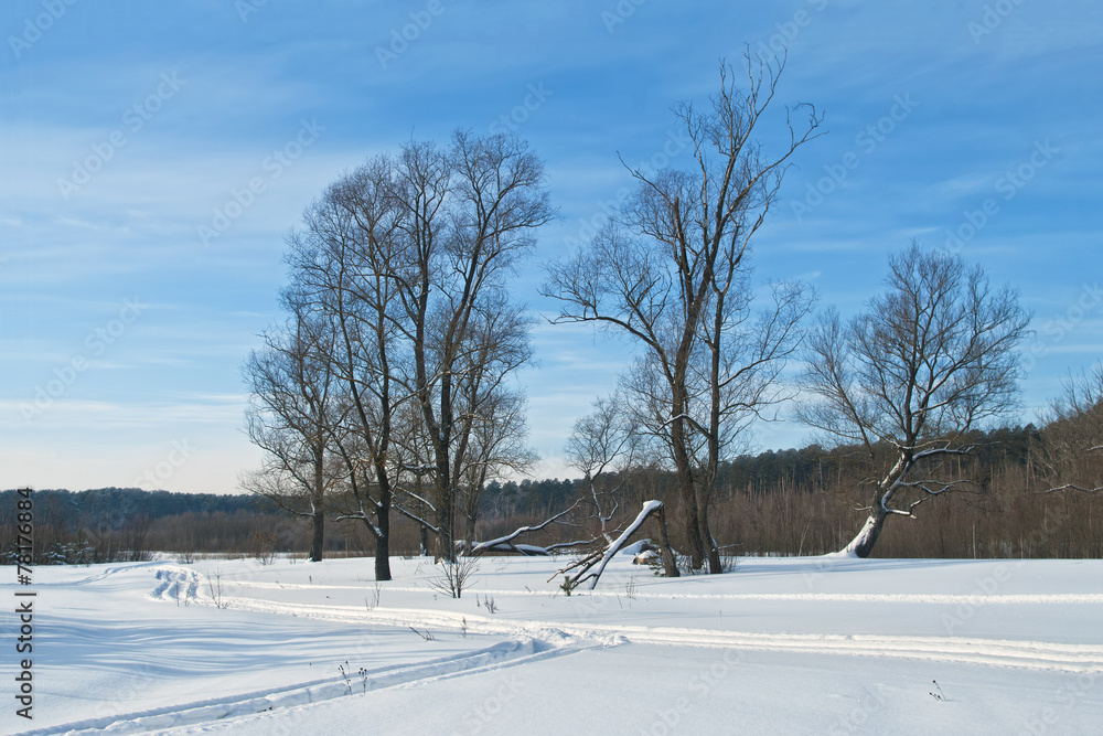 trees in winter field