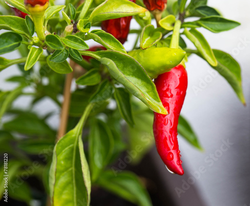 Chili plant