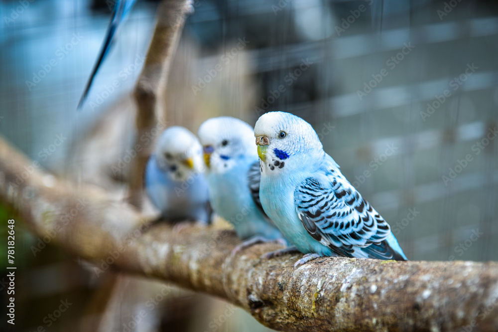 Fototapeta premium Budgies