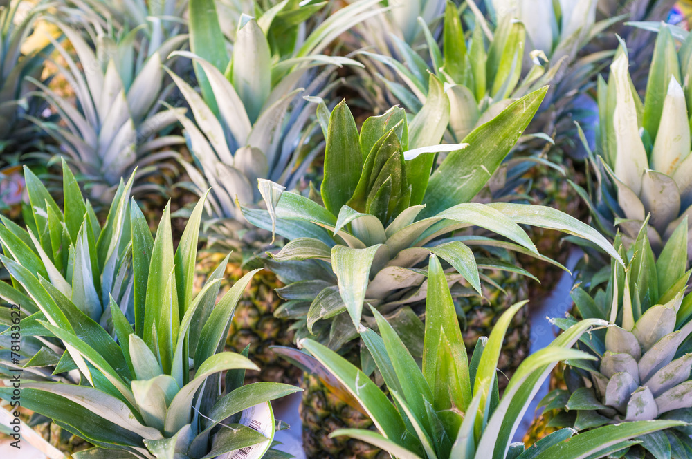 Obraz premium Pineapples