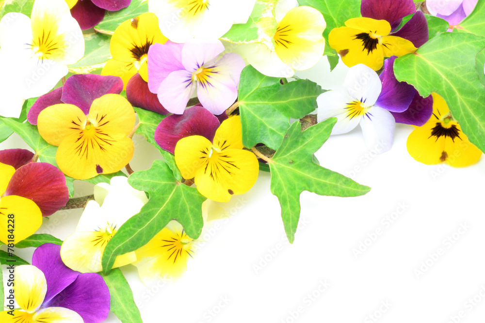 pansy and ivy Stock Photo Adobe Stock
