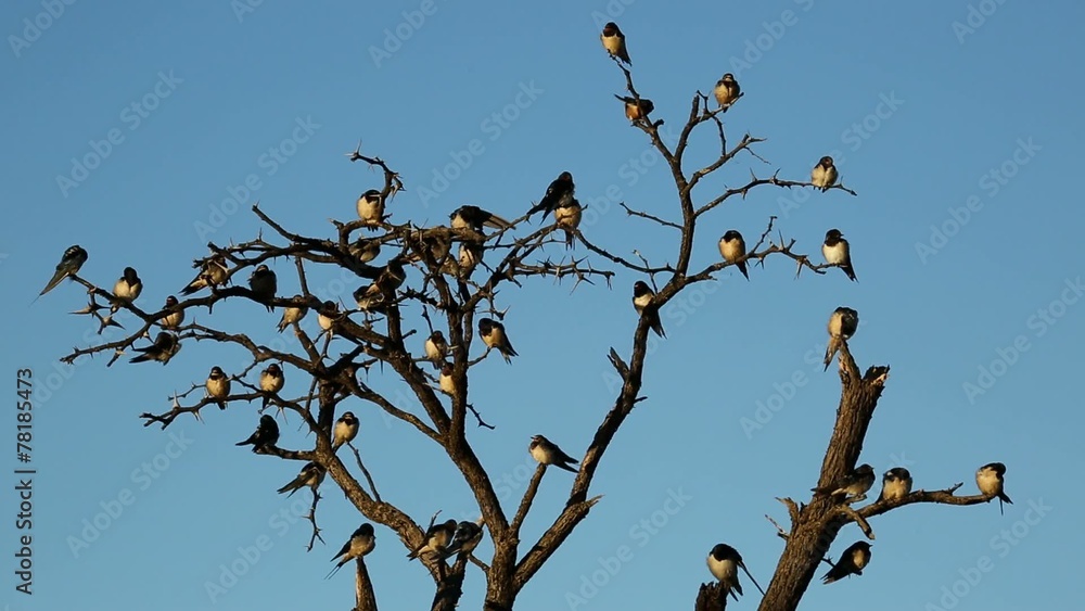 Barn swallow (Hirundo rustica) on a dead tree Barn swallow (Hirundo rustica) on a dead tree