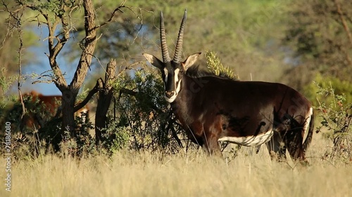 Male sable antelope in natural habitat, South Africa