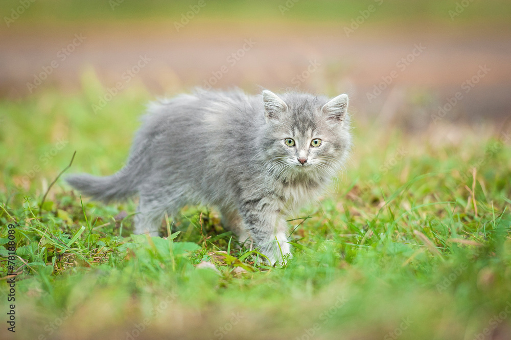 Little grey kitten walking outdoors