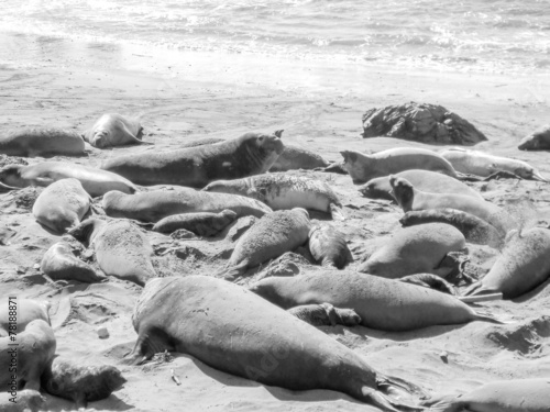 Elephant seals colony