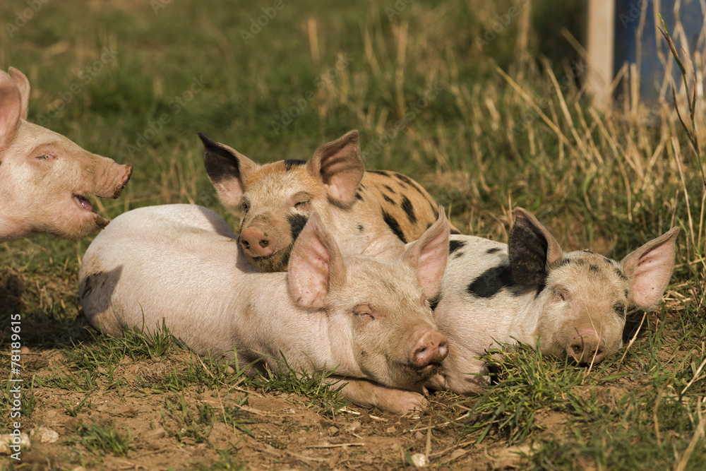 Fototapeta premium Ferkel freilaufend