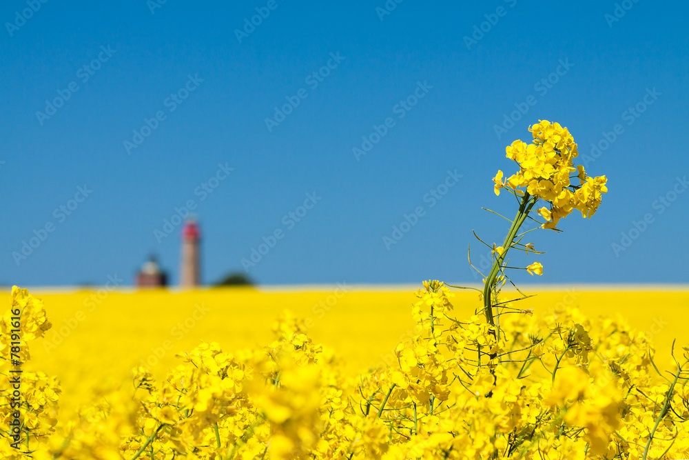 Naklejka premium Raps und Leuchtturm