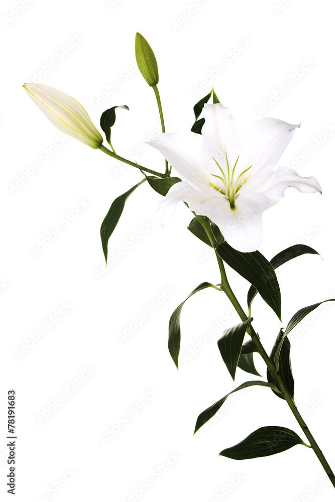 White lily and a bud