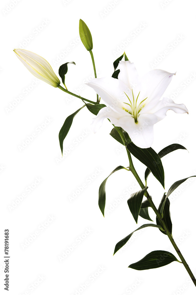 Obraz premium White lily and a bud