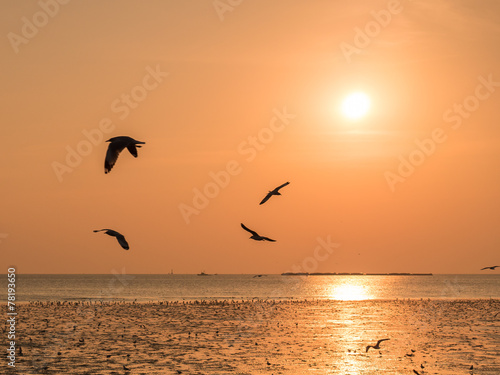 Beach and seagulls in sunset © maikuto