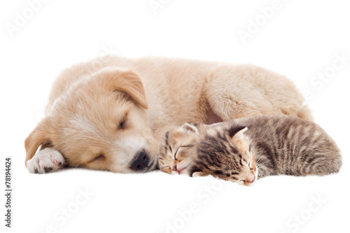beige puppy and kittens sleeping © Happy monkey
