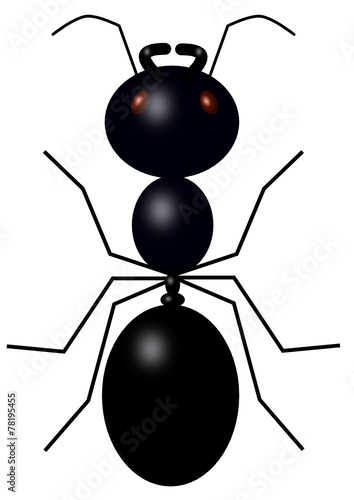 black ant