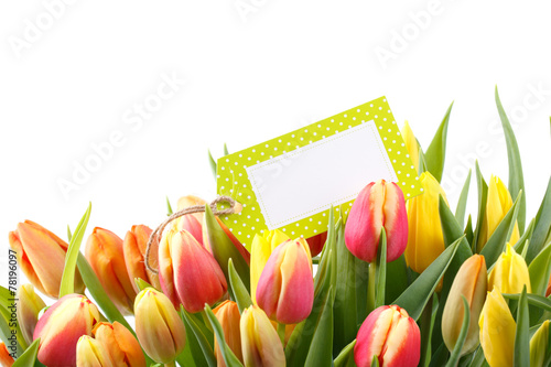 Tulpen Freisteller mit Karte