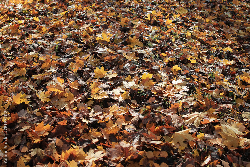 texture of yellow leaves on the ground park maples