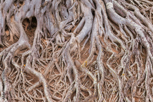 root of tree texture