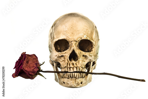 Skull with dry red rose in teeth