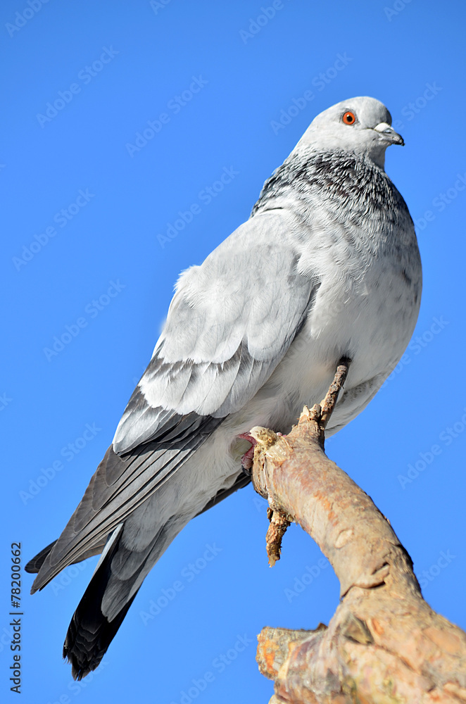 Fototapeta premium Голубь на дереве.