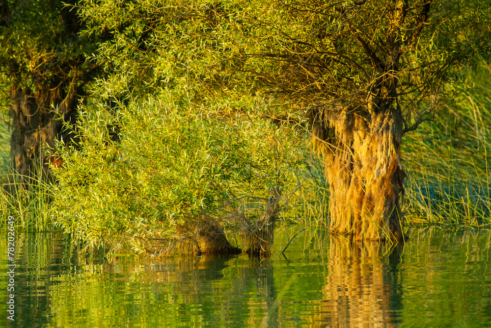 Fototapeta premium trees and lake