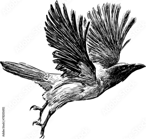 crow in flight