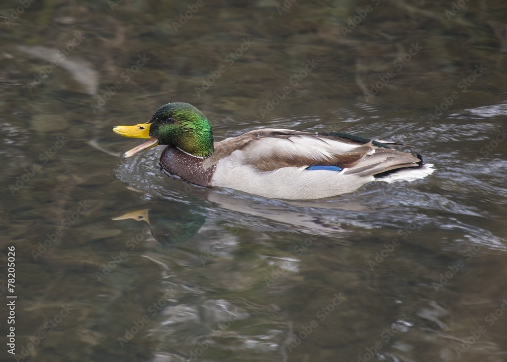 Fototapeta premium Mallard (Male)