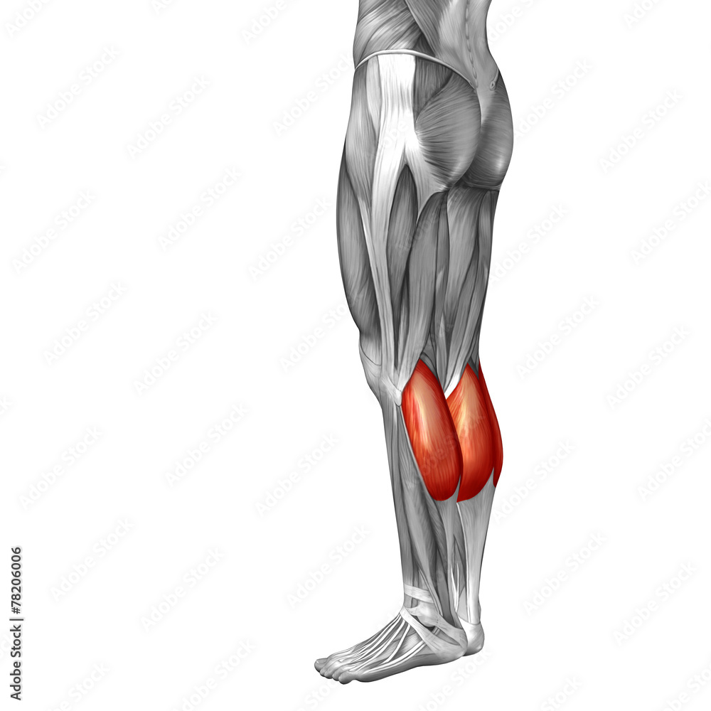 Conceptual 3D human back lower leg muscle anatomy Stock Illustration |  Adobe Stock