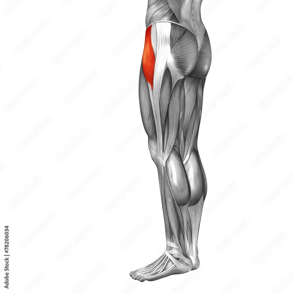 Conceptual 3D human back upper leg muscle anatomy Conceptual 3D human back upper leg muscle anatomy