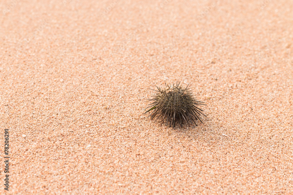 Urchin macro photography, Close up at beach backround Urchin macro photography, Close up at beach backround