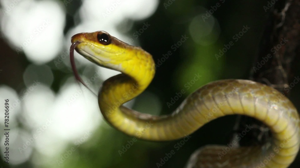 Olive whipsnake (Chironius fuscus), Ecuador Olive whipsnake (Chironius fuscus), Ecuador