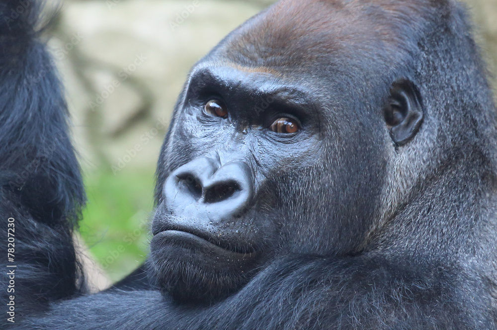 Obraz premium Gorilla Portrait