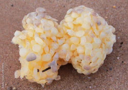 Cuttlefish Eggs