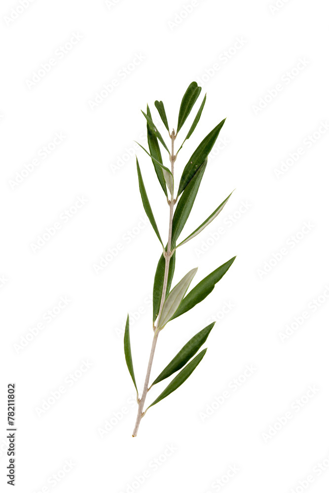 branch of olive tree