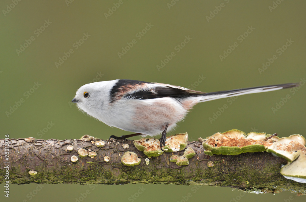 Fototapeta premium Long Tailed Tit - Aegithalos caudatus