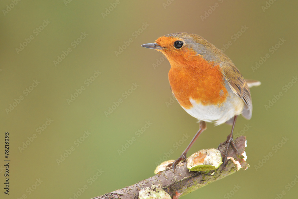 Fototapeta premium Erithacus rubecula, European Robin