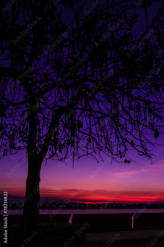 Silhouette of tree at sunrise