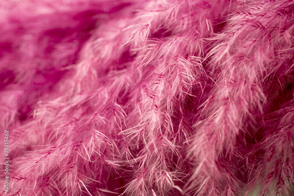 Obraz premium Purple feather abstract background. Studio macro shoot.